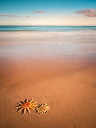 Starfish on sandy coast near sea
