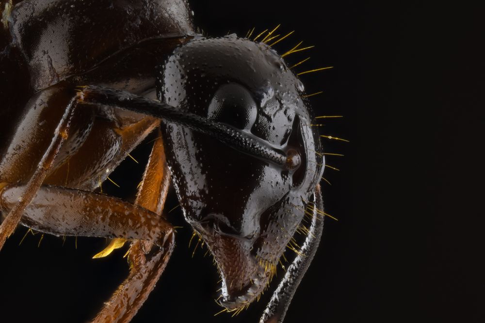 Dark brown ant with glossy head and legs