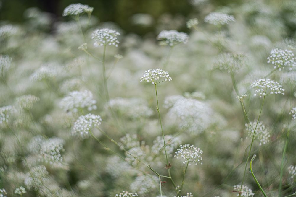 Flowering Gypsophila paniculata or panicled baby's-breath flowers