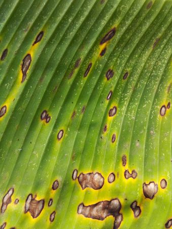 freckles on banana leaf