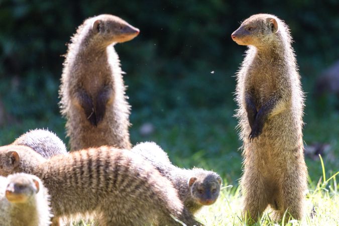 Group of mongoose