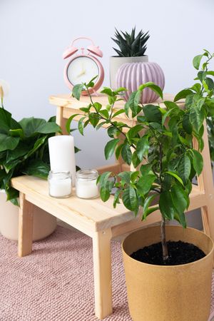 Cozy hobby - growing indoor plants at home