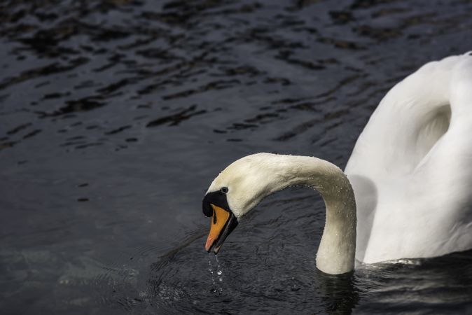 Swan on water portrait
