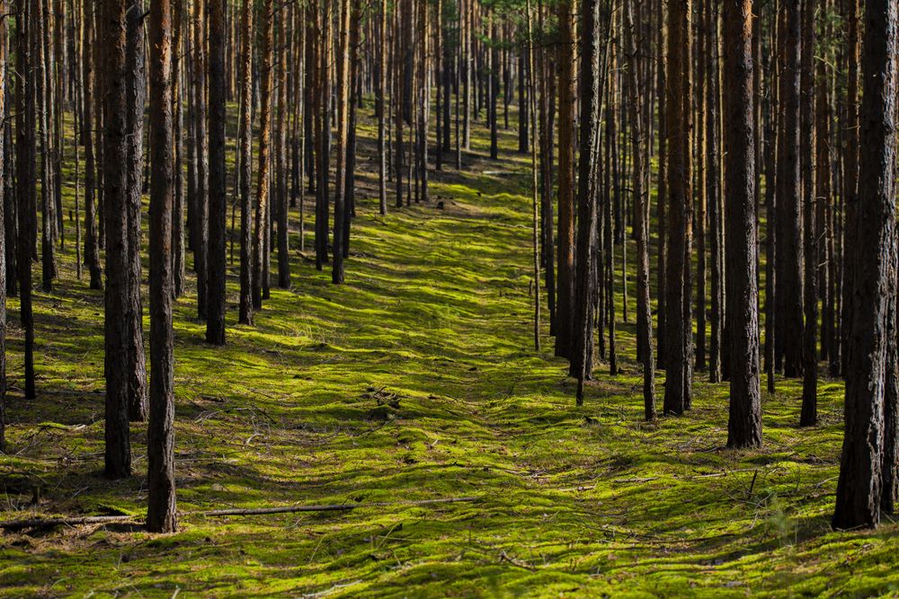 Green grass field with tall tree trunks