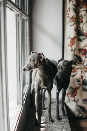 Cute dogs looking through window
