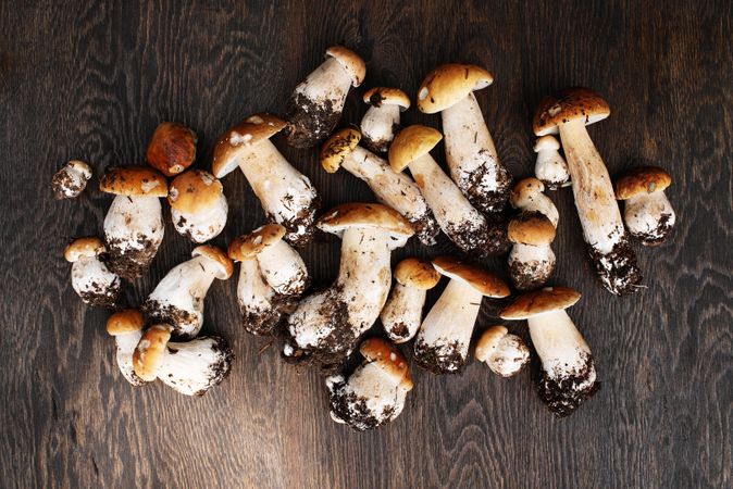 Top view of wild porcini mushrooms with dirt on wooden table