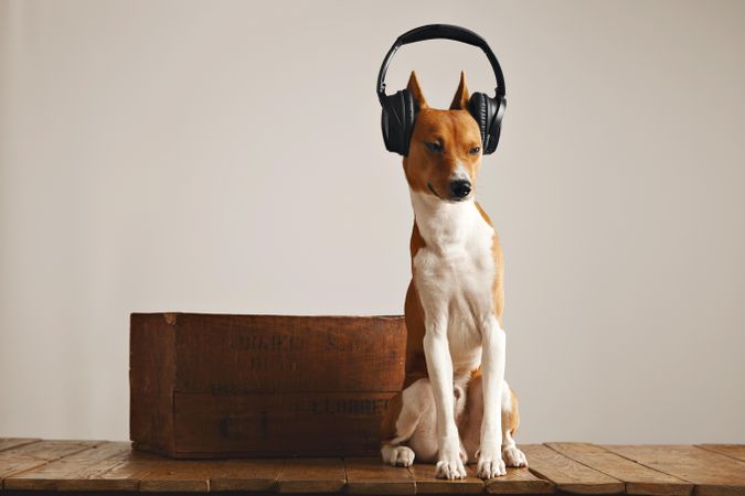 Dog wearing headphones next to wine box