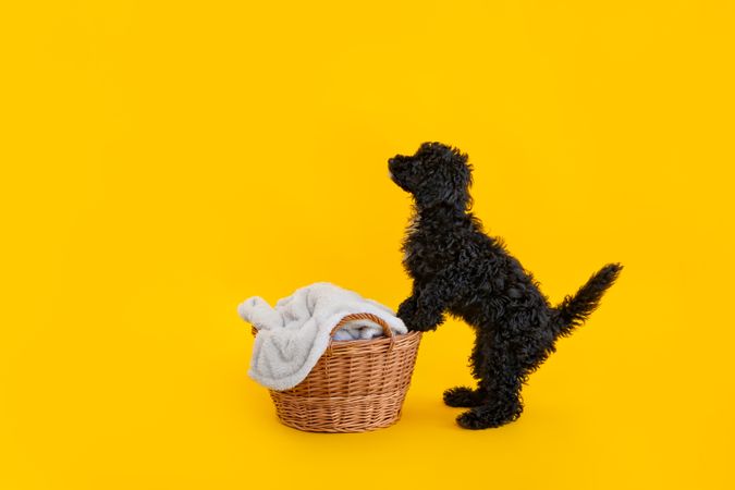 Dog standing up with the help of a weaved basket with copy space