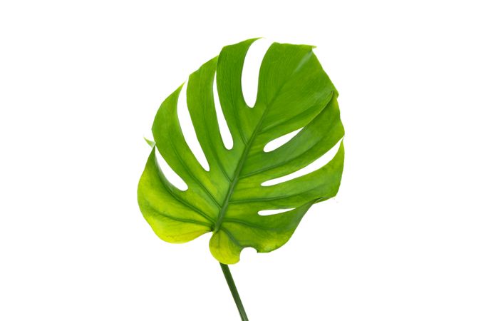 Green monstera leaf isolated on plain background