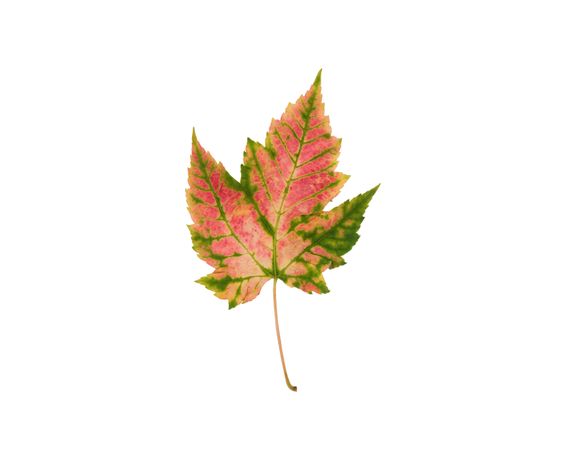 Pinkish Autumn leaf isolated on a plain background