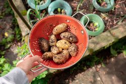 woman holding organic potatoes in garden