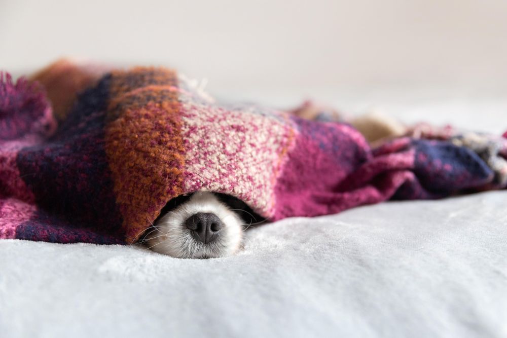 Dog hiding shop under blanket