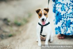Dog with leash beside person wearing blue dress 5z6Rn5