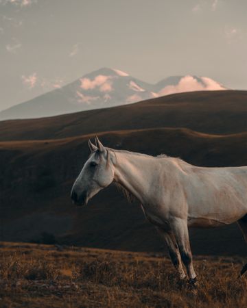 Light horse against the backdrop of high mountains