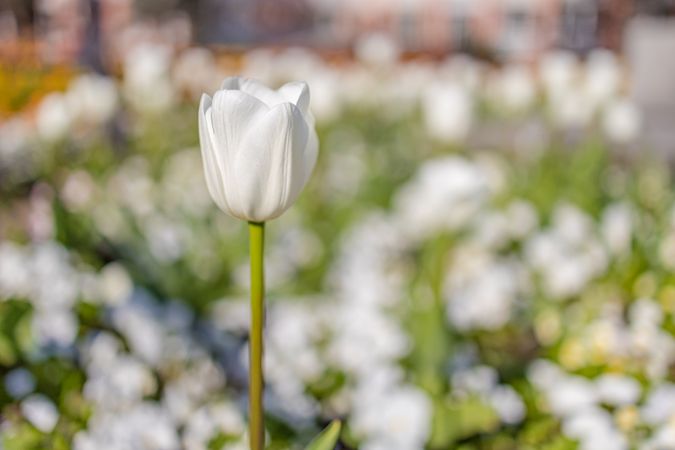 Single tulip in a field of flowers