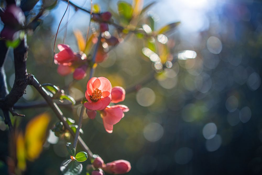 Delicate pink flower on a branch