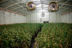 Large fans above rows of drying marijuana