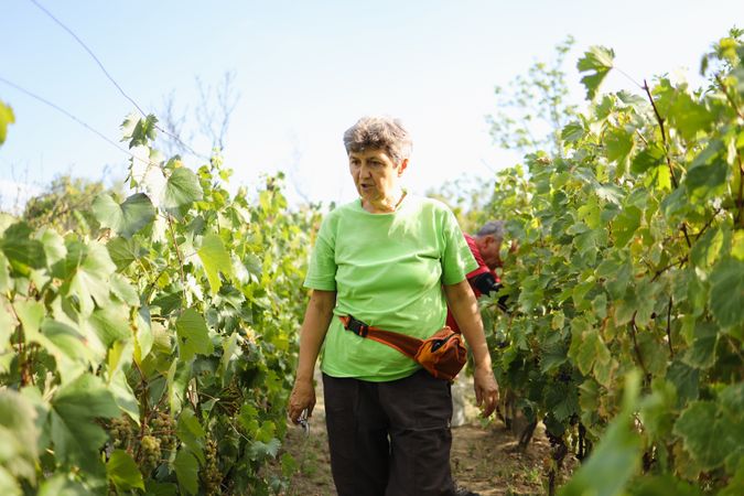 A woman inspecting grapes in her vineyard.