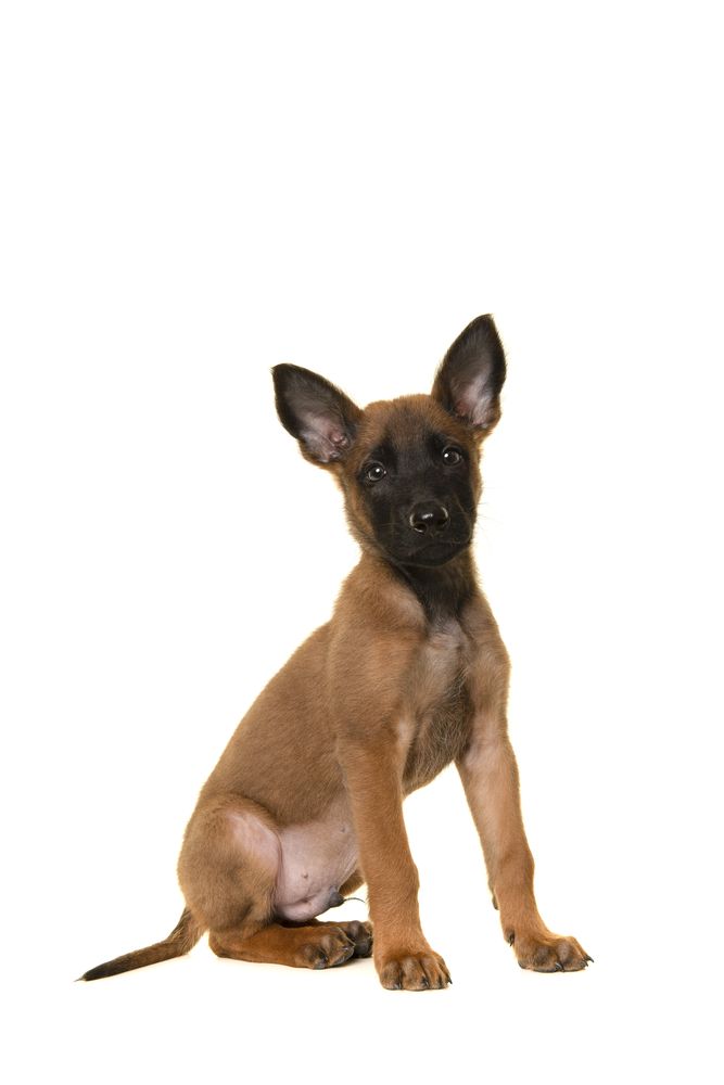 Belgian shepherd or Malinois dog puppy looking at the camera  sitting in a studio setting