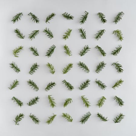 Fir branches neatly arranged on light background