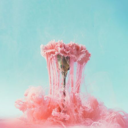 Pink carnation flower with pastel ink