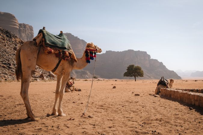 Camels in Wadi Rum