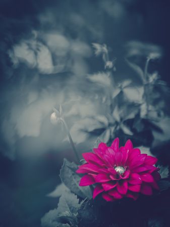 Pretty flower growing in garden