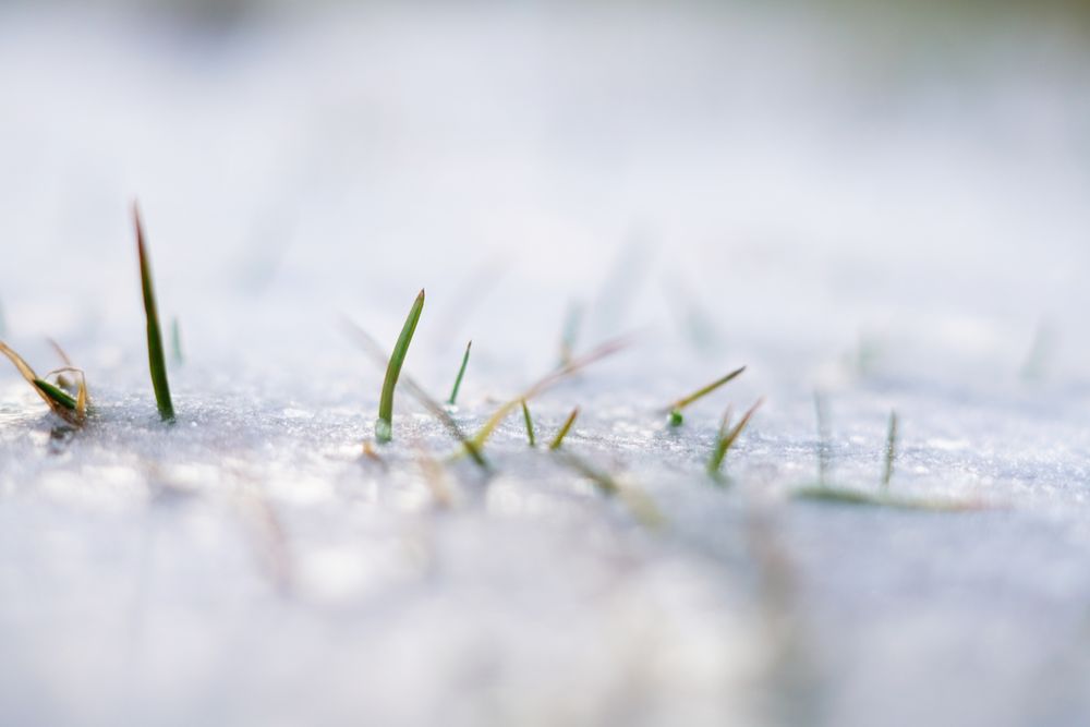 frozen spiky green grass growing in snow crust in winter
