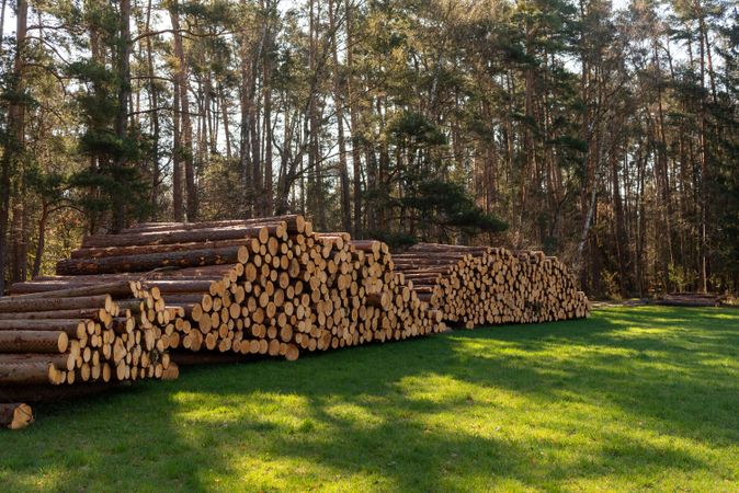 Pile of tree logs just outside a forest on a beautiful day in spring