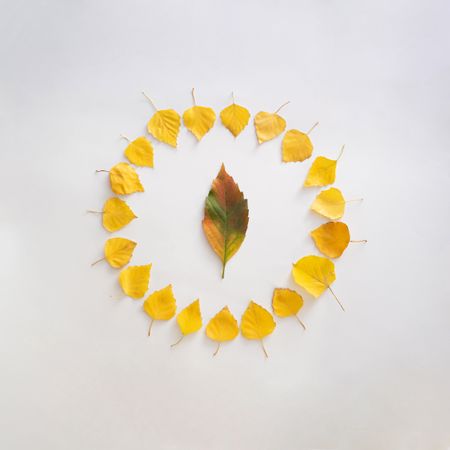 Seasonal flat lay of yellow leaves in a circle with one in the center on plain background