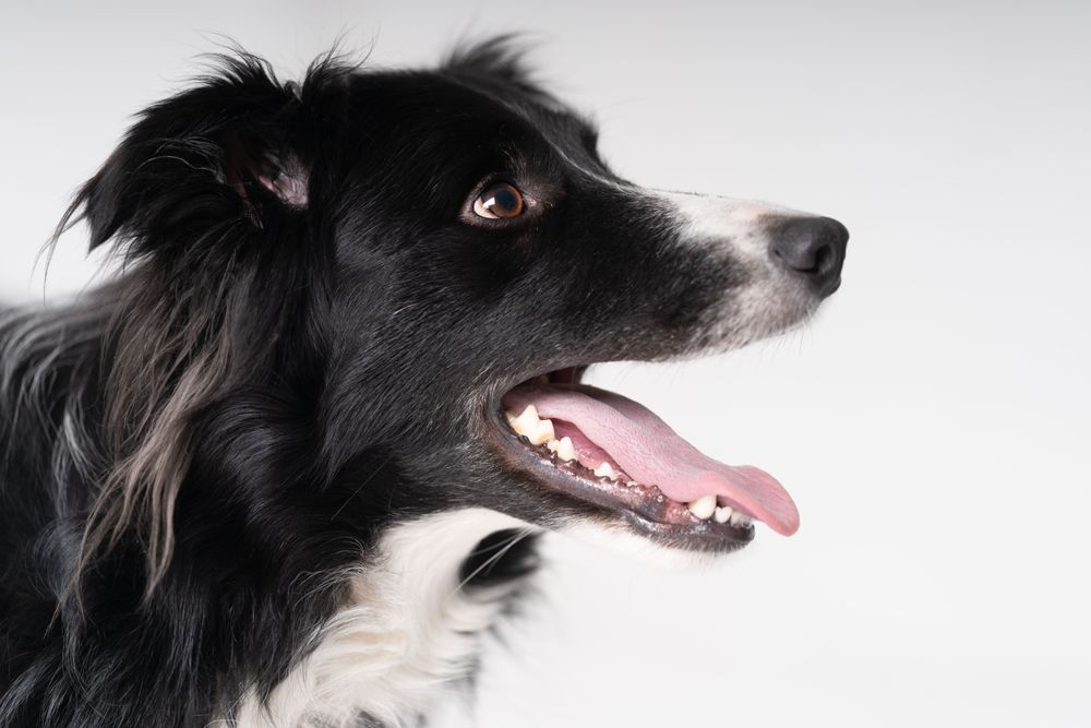 Side view of Australian shepherd with open mouth