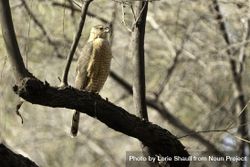 Cooper's Hawk in Tucson, Arizona 56A9V0
