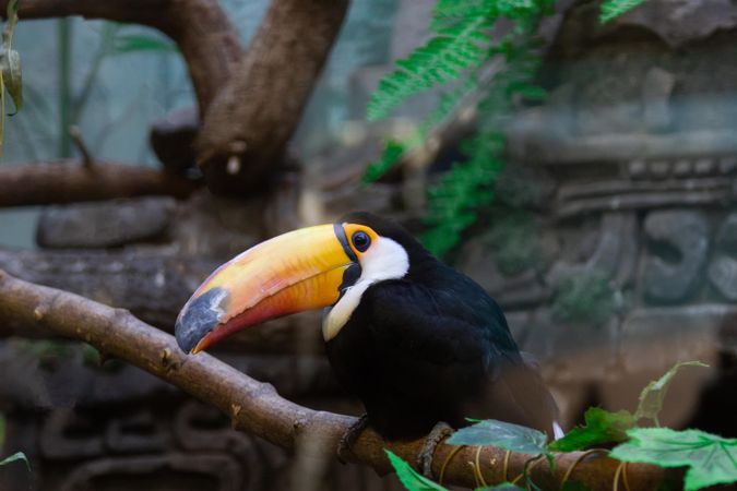 Toco toucan on brown tree branch