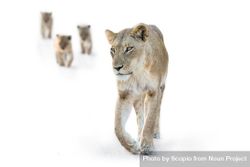 Brown lioness on snow covered ground 4AAZ64