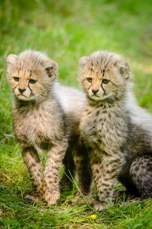 Two cheetah youth