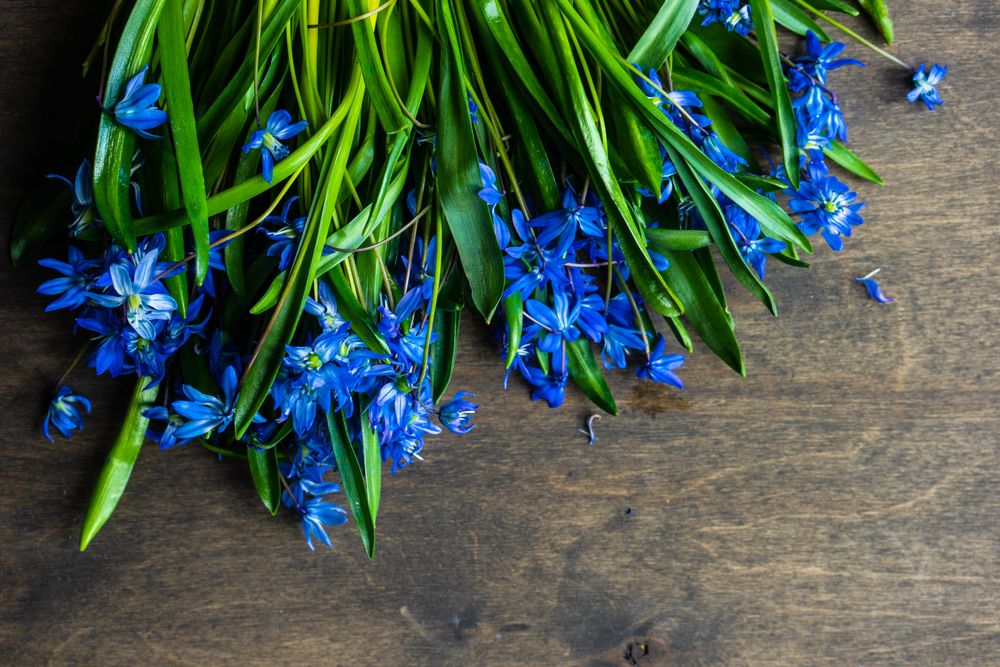 Scilla spring floral card concept