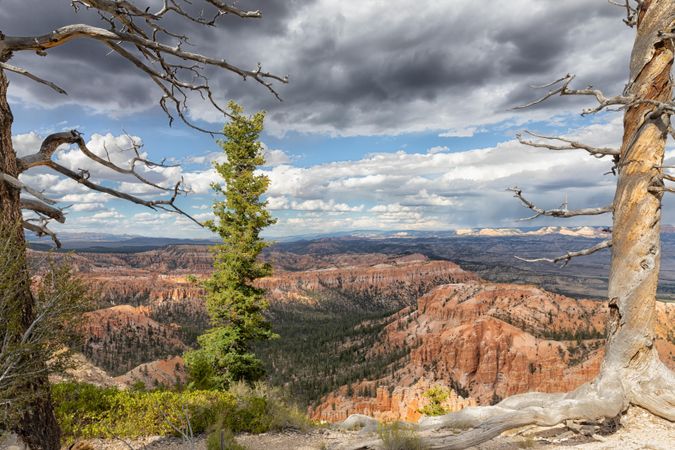 Textured trees and dark skies with view of Grand Canyon in late summer