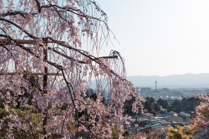 Shidare sakura cherry blossom branch with Kyoto town view