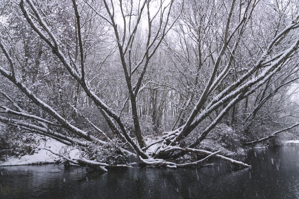 River streaming between snow forest