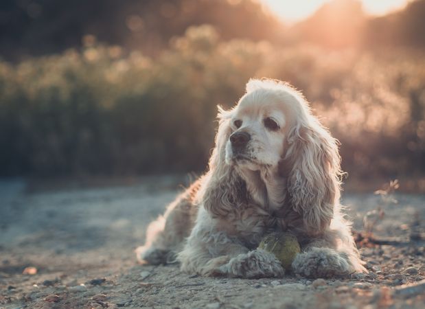 Funny dog lying on ground between plants