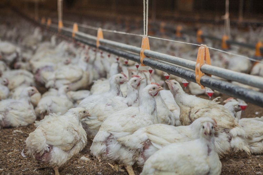 Poultry at chicken farm