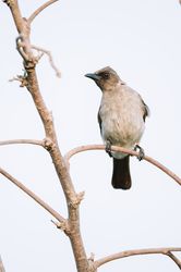 Bright bird sitting on twig