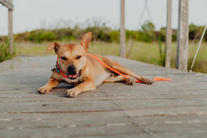Relaxed brown dog lying on terrace