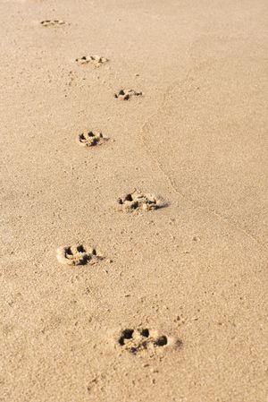 Paw prints in beach sand