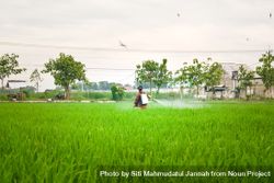 Indonesian farmer spraying plants while in field 5Q2xze