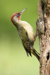 Wonderful green bird on wood