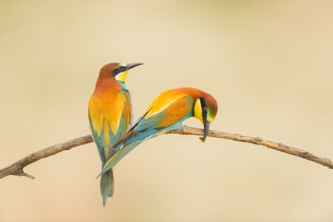 Birds standing on tree branch