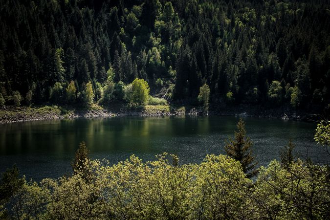 Dark green trees surrounding a lake