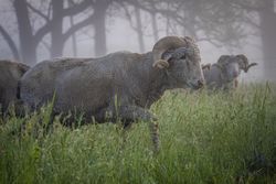 Saxon Merino ewes walking through a field in the fog 0v16gb
