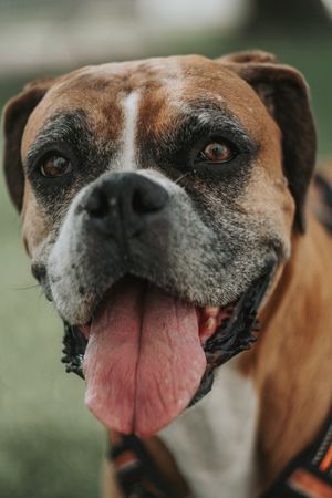 Happy dog spending time in street